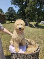 Freda, a female Goldendoodle for sale in Millen, GA – 1 of 3
