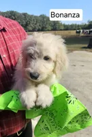 Bonanza, a male Goldendoodle for sale in Millen, GA – 2 of 4