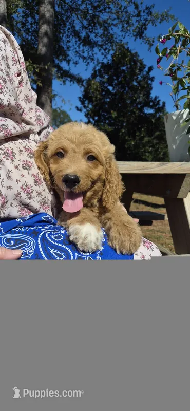 Axel – Goldendoodle puppy for sale in Millen, GA