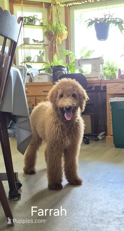 Farrah – Goldendoodle puppy for sale in Millen, GA