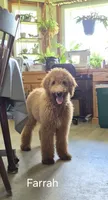 Farrah, a female Goldendoodle for sale in Millen, GA – 1 of 5