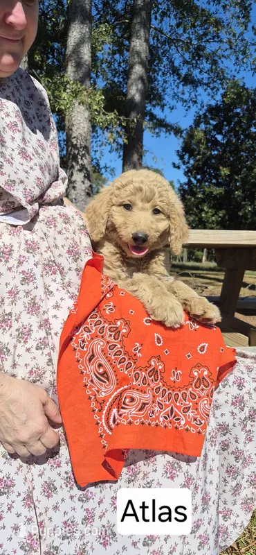 Atlas – Goldendoodle puppy for sale in Millen, GA