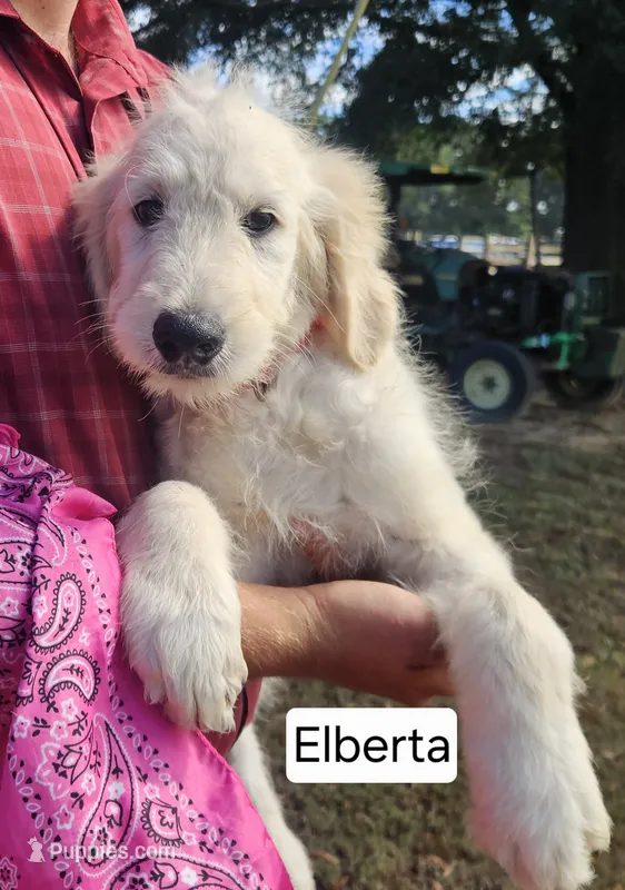 Elberta – Goldendoodle puppy for sale in Millen, GA