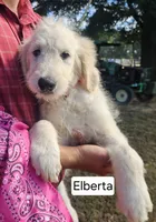 Elberta, a female Goldendoodle for sale in Millen, GA – 1 of 2
