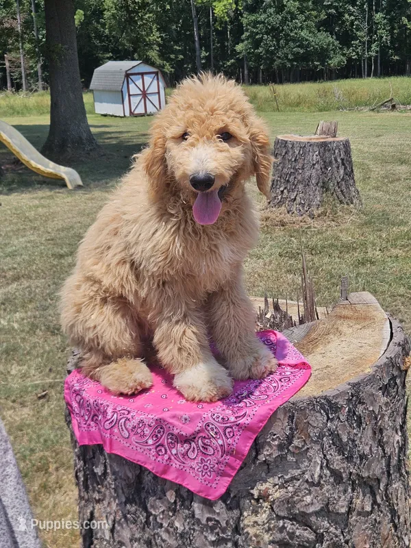 Fayla – Goldendoodle puppy for sale in Millen, GA