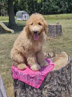 Fayla, a female Goldendoodle for sale in Millen, GA – 1 of 4