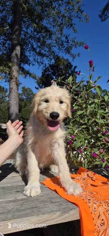 Golddust – Goldendoodle puppy for sale in Millen, GA