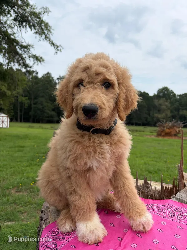 Fayla – Goldendoodle puppy for sale in Millen, GA