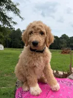 Fayla, a female Goldendoodle for sale in Millen, GA – 1 of 2