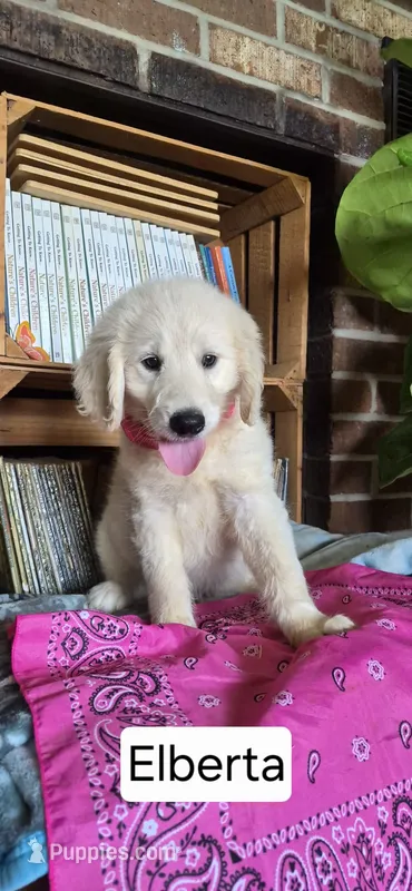Elberta – Goldendoodle puppy for sale in Millen, GA