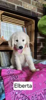 Elberta, a female Goldendoodle for sale in Millen, GA – 1 of 1
