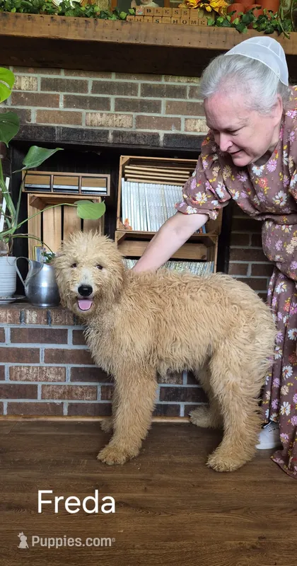 Freda – Goldendoodle puppy for sale in Millen, GA