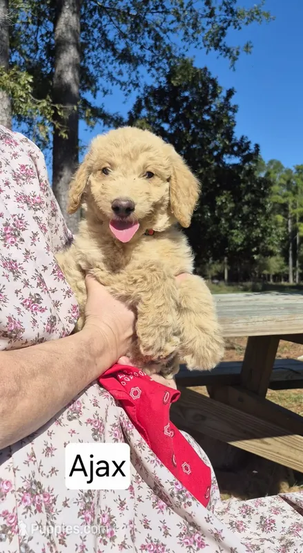 Ajax – Goldendoodle puppy for sale in Millen, GA