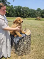 Bubbles, a male Goldendoodle for sale in Millen, GA – 3 of 3