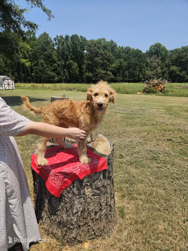 Franny – Goldendoodle puppy for sale in Millen, GA