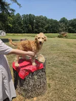 Franny, a female Goldendoodle for sale in Millen, GA – 1 of 4