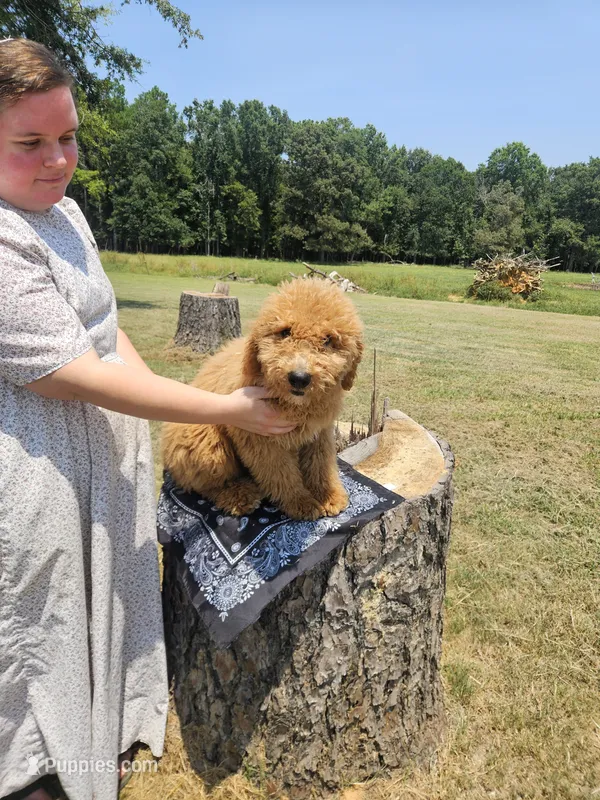 Bubbles – Goldendoodle puppy for sale in Millen, GA