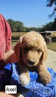 Axel, a male Goldendoodle for sale in Millen, GA – 1 of 1