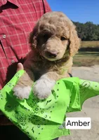 Amber, a female Goldendoodle for sale in Millen, GA – 1 of 1