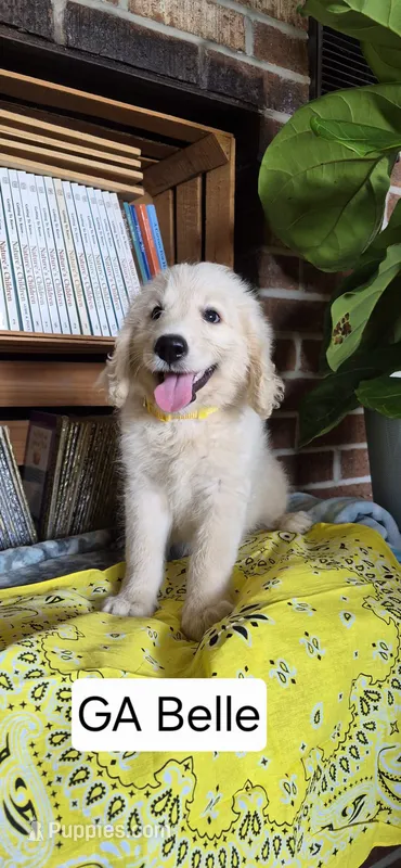GA Belle – Goldendoodle puppy for sale in Millen, GA