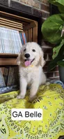 GA Belle, a female Goldendoodle for sale in Millen, GA – 1 of 1
