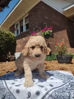 Sassy, a female Goldendoodle for sale in Millen, GA – Photo 2 of 2