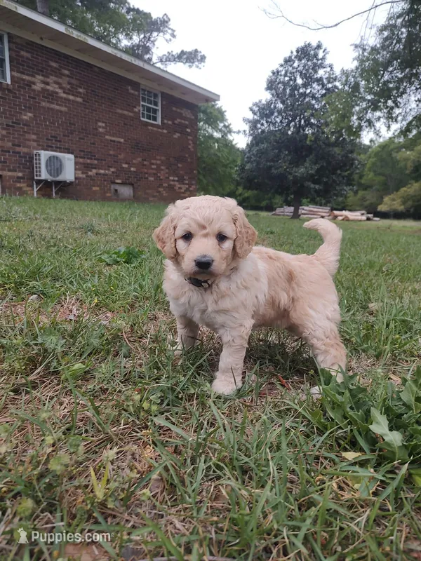 Sassy – Goldendoodle puppy for sale in Millen, GA
