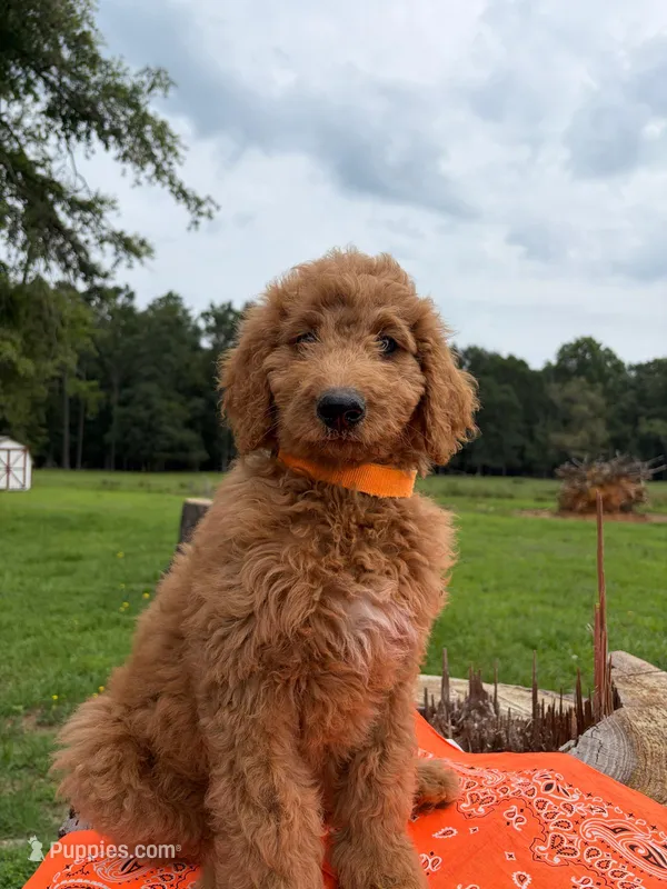 Farrah – Goldendoodle puppy for sale in Millen, GA