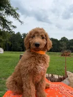 Farrah, a female Goldendoodle for sale in Millen, GA – 1 of 2
