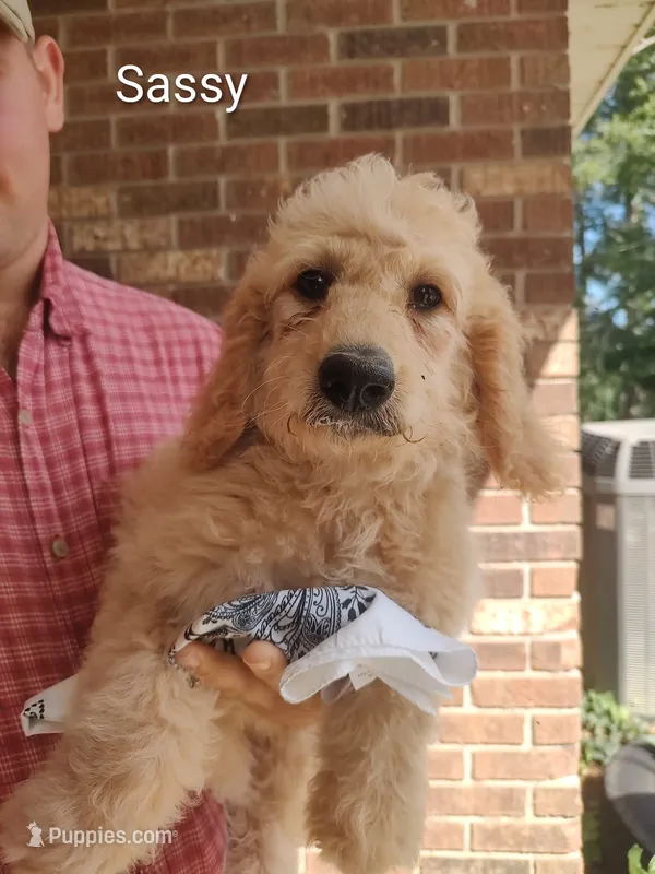 Sassy – Goldendoodle puppy for sale in Millen, GA