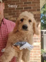 Sassy, a female Goldendoodle for sale in Millen, GA – 1 of 3