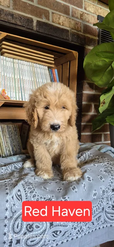 Red Haven – Goldendoodle puppy for sale in Millen, GA