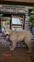 Fayla, a female Goldendoodle for sale in Millen, GA – 5 of 5