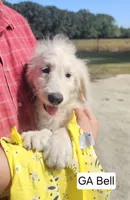 GA Belle, a female Goldendoodle for sale in Millen, GA – 2 of 3