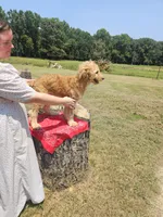 Franny, a female Goldendoodle for sale in Millen, GA – 2 of 4