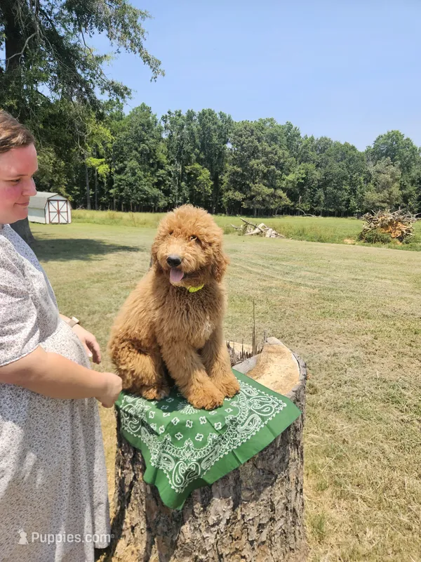Forest – Goldendoodle puppy for sale in Millen, GA