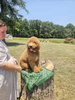 Forest, a male Goldendoodle for sale in Millen, GA – 1 of 3