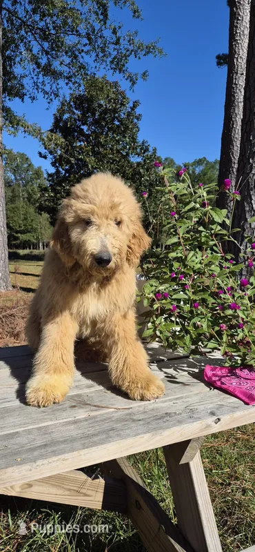 Fayla – Goldendoodle puppy for sale in Millen, GA