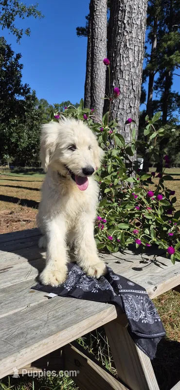 Bonfire – Goldendoodle puppy for sale in Millen, GA
