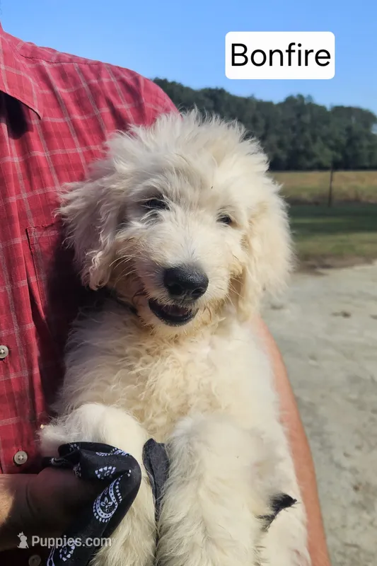 Bonfire – Goldendoodle puppy for sale in Millen, GA