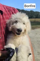 Bonfire, a male Goldendoodle for sale in Millen, GA – 1 of 4