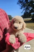 Ajax, a male Goldendoodle for sale in Millen, GA – 1 of 1
