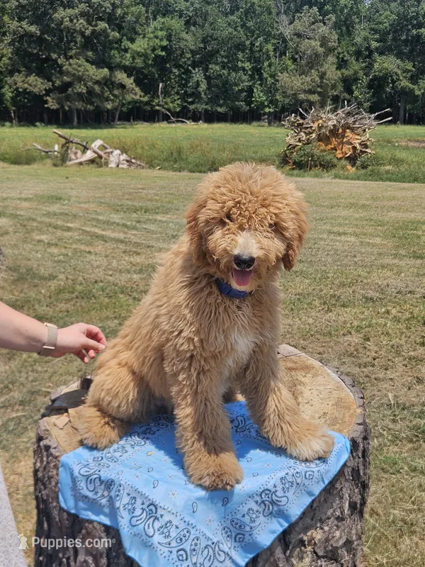 Flair – Goldendoodle puppy for sale in Millen, GA