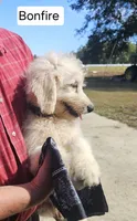 Bonfire, a male Goldendoodle for sale in Millen, GA – 2 of 4