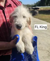 FL King, a male Goldendoodle for sale in Millen, GA – 1 of 2
