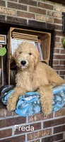 Freda, a female Goldendoodle for sale in Millen, GA – 2 of 5