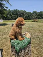 Forest, a male Goldendoodle for sale in Millen, GA – 3 of 3
