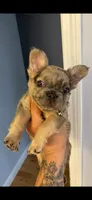 Fendi, a male French Bulldog for sale in Boston, MA – 3 of 6
