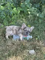 Fendi, a male French Bulldog for sale in Boston, MA – 2 of 6