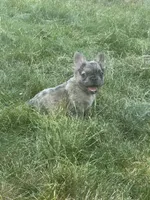 Fendi, a male French Bulldog for sale in Boston, MA – 4 of 6